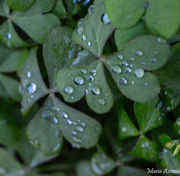 Foto 5/Gotas de Invierno