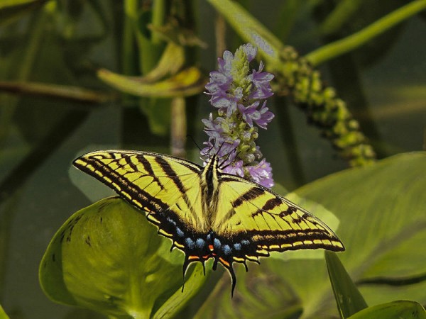 Foto 1/Mariposas