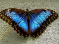 Mariposas