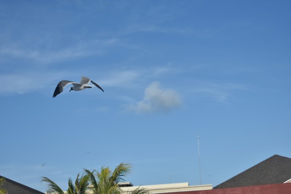 Foto 1/Gaviotas