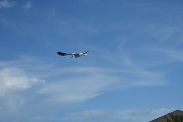 Foto 2/Gaviotas