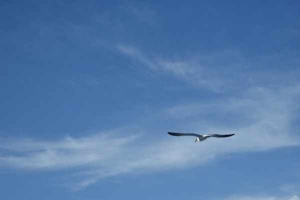 Foto 4/Gaviotas