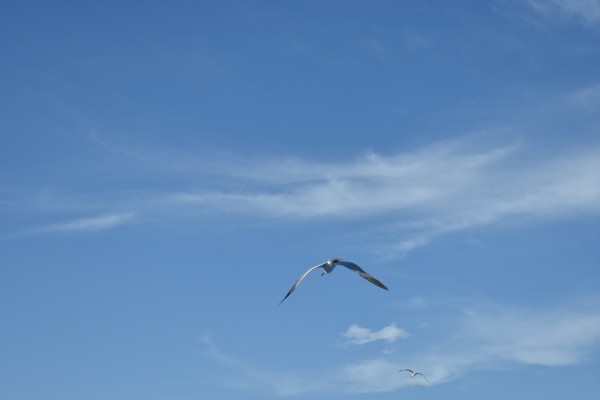 Foto 5/Gaviotas