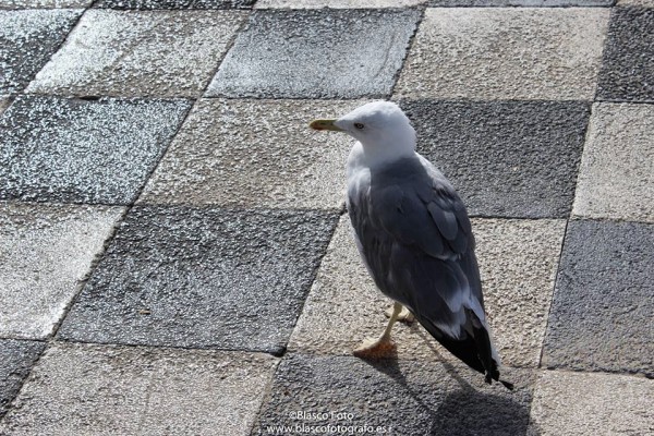 Foto 1/Las gaviotas