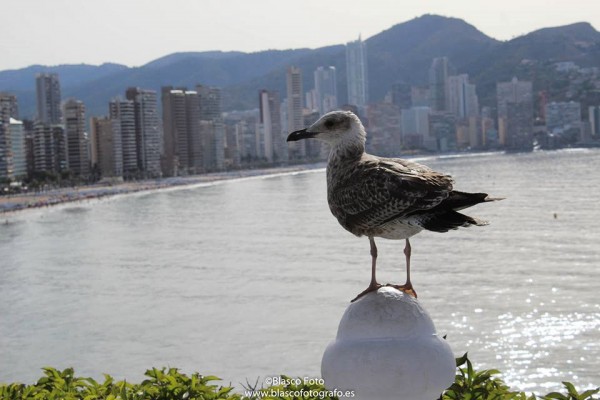 Foto 2/Las gaviotas