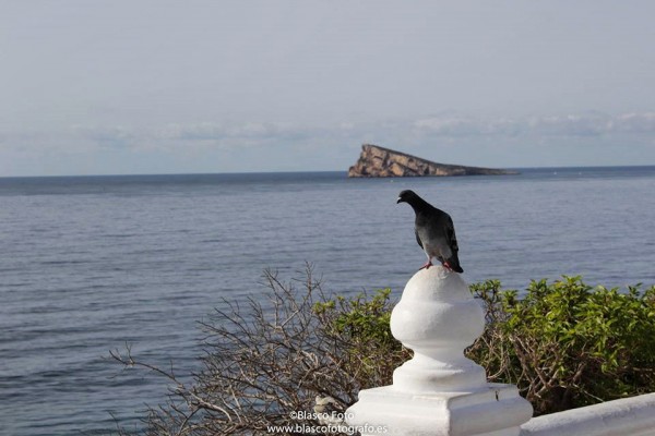 Foto 4/Las gaviotas