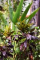 Plantas tropicales 2