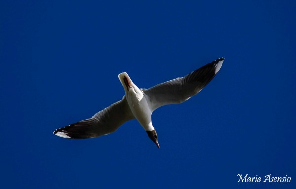 Foto 1/El vuelo de la Gaviota.