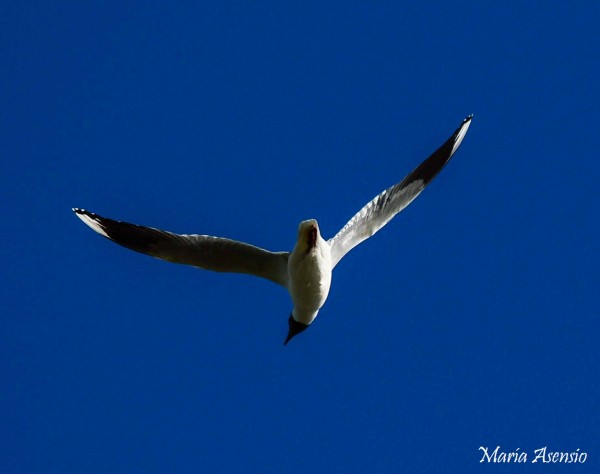 Foto 2/El vuelo de la Gaviota.