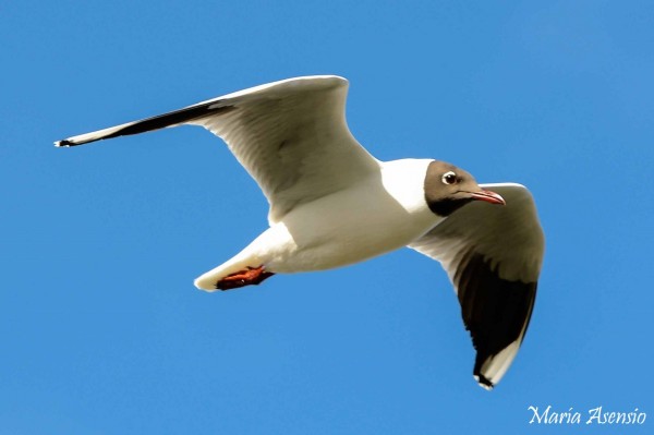 Foto 3/El vuelo de la Gaviota.