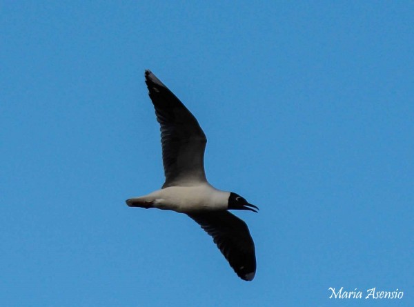 Foto 4/El vuelo de la Gaviota.