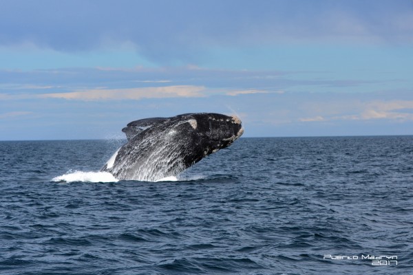 Foto 3/Ballena Franca Austral. Pto Piramides