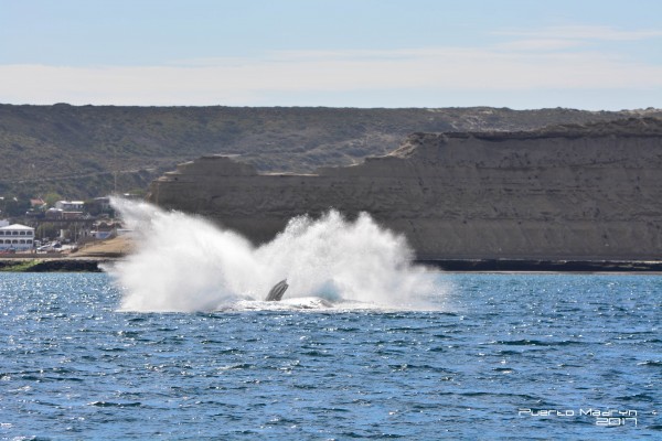 Foto 5/Ballena Franca Austral. Pto Piramides