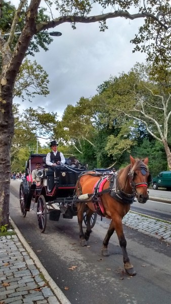 Foto 4/` Domingo en Central Park `