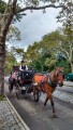 ` Domingo en Central Park `