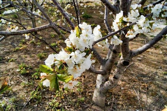 Foto 2/Valle del Jerte