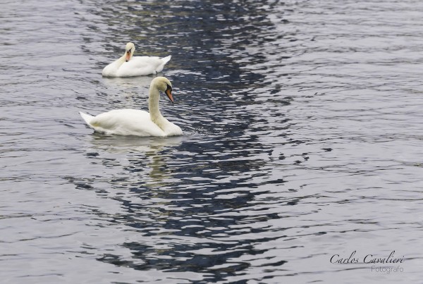 Foto 2/Alma de pajarito