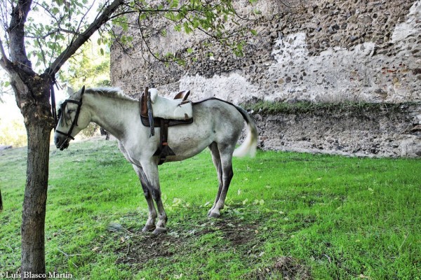 Foto 1/Caballos