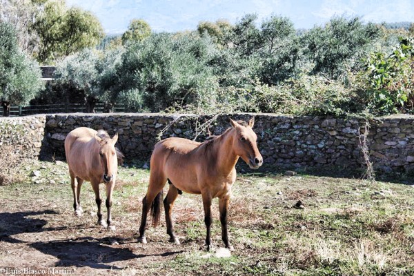 Foto 5/Caballos