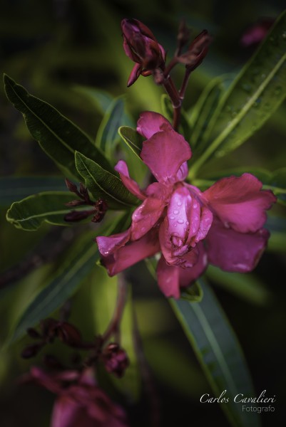 Foto 1/Las Flores del jardn de Leloir