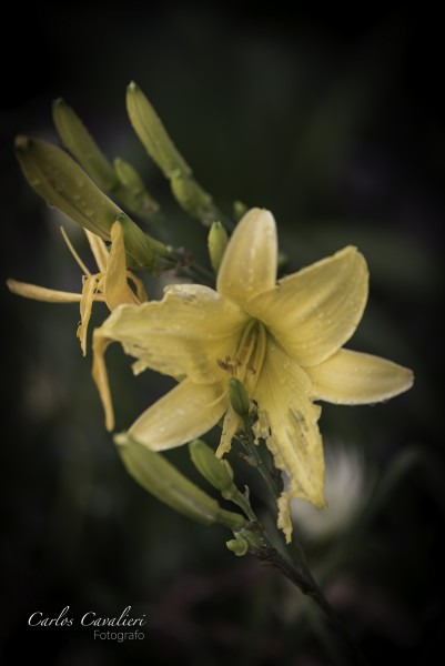 Foto 2/Las Flores del jardn de Leloir