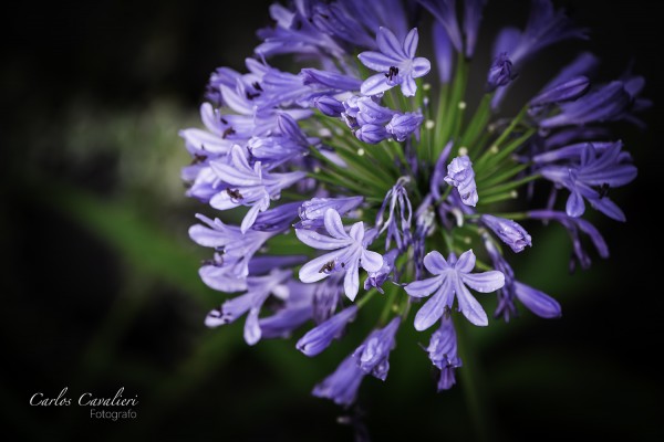 Foto 5/Las Flores del jardn de Leloir