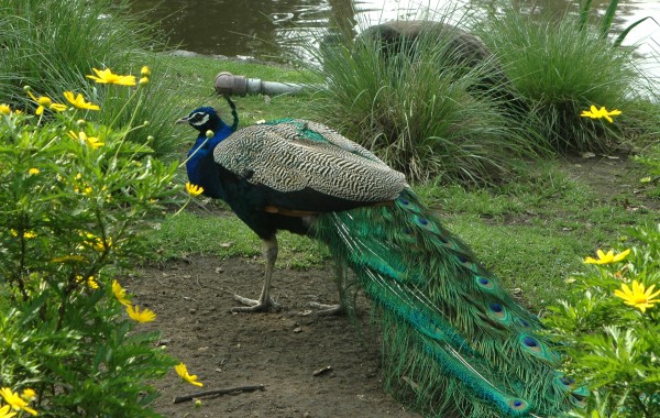 Foto 3/Pavo real,mas un intruso.