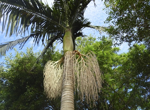 Foto 1/Palmera, Isla Martn Garca.