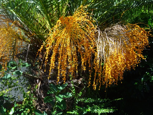 Foto 2/Palmera, Isla Martn Garca.