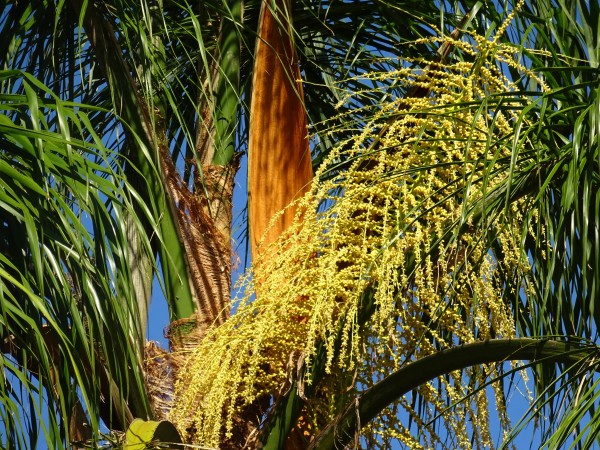 Foto 3/Palmera, Isla Martn Garca.