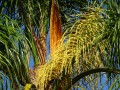 Palmera, Isla Martn Garca.