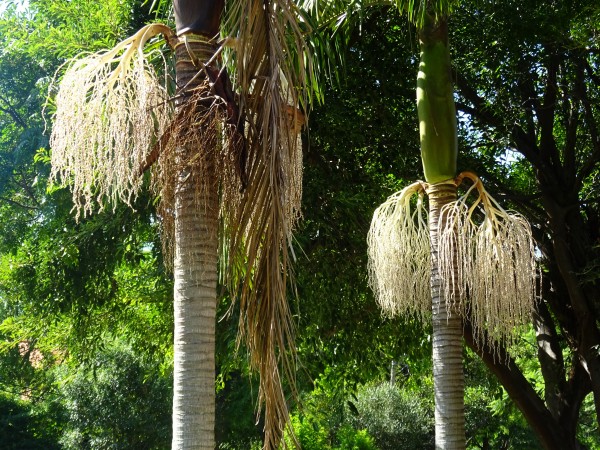 Foto 4/Palmera, Isla Martn Garca.