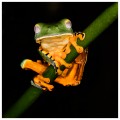 Ranas de Costa Rica