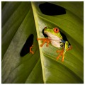 Ranas de Costa Rica