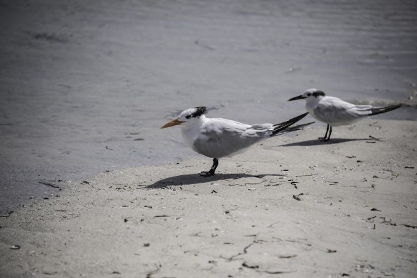 Foto 2/`La vida frente al mar`