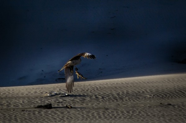 Foto 4/plato del da: cangrejo a la sal marina