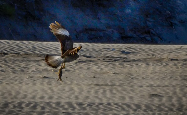 Foto 5/plato del da: cangrejo a la sal marina