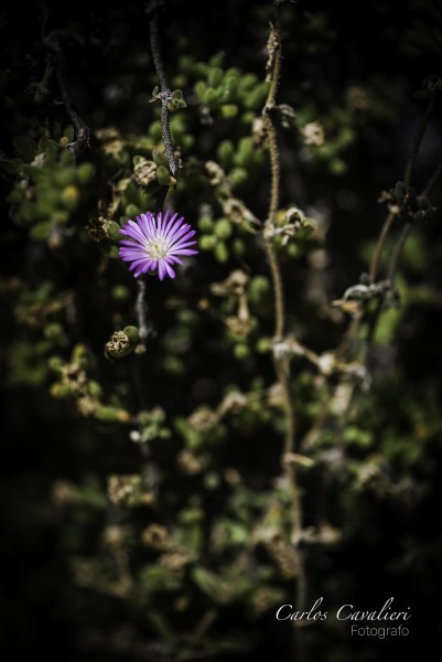 Foto 5/`Entre las flores de Leloir`