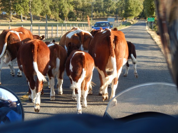 Foto 1/Se cruzaron en nuestros caminos !!!!!