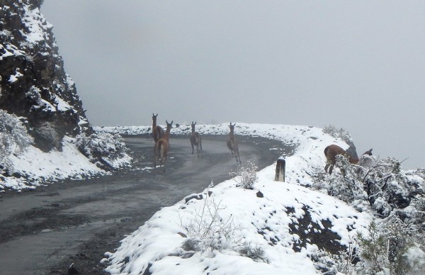 Foto 2/Se cruzaron en nuestros caminos !!!!!