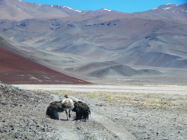 Foto 4/Se cruzaron en nuestros caminos !!!!!