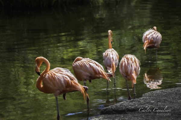 Foto 3/`Belleza en el agua`