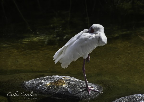 Foto 4/`Belleza en el agua`