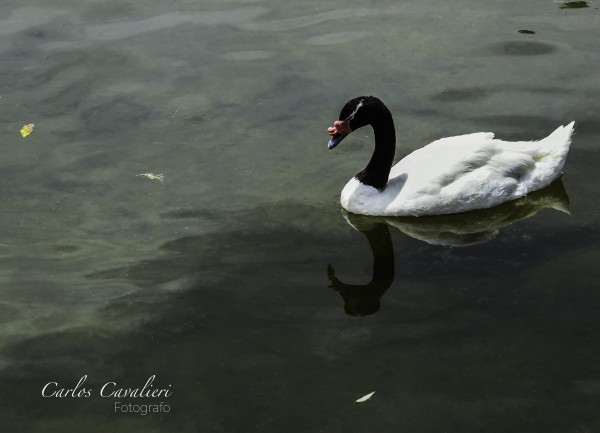 Foto 5/`Belleza en el agua`