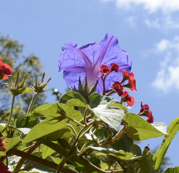 Foto 1/Campanilla azul.