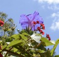 Campanilla azul.