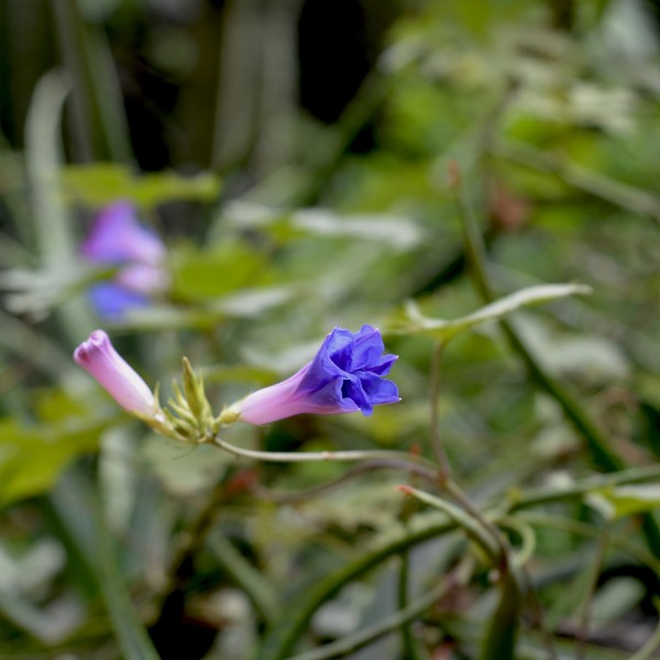 Foto 2/Campanilla azul.