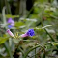 Campanilla azul.