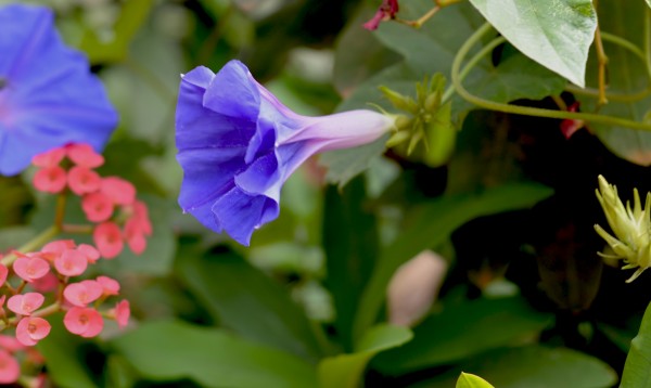 Foto 3/Campanilla azul.