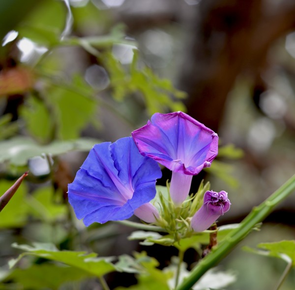 Foto 4/Campanilla azul.